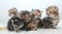 catsinjapan